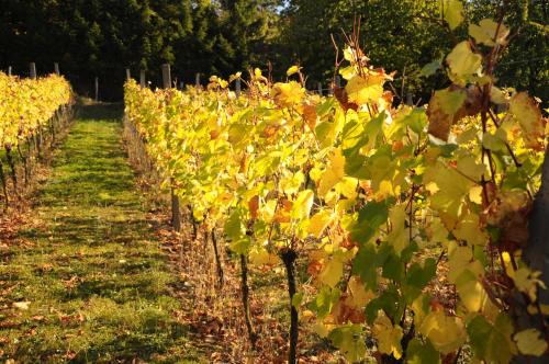 a row of green plants in a vineyard at La Ferme de Louise in Hohengoeft