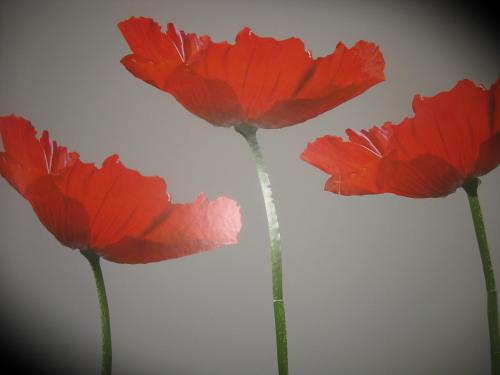 a group of red flowers in a vase at B&B Greenhouse 37 in Langemark