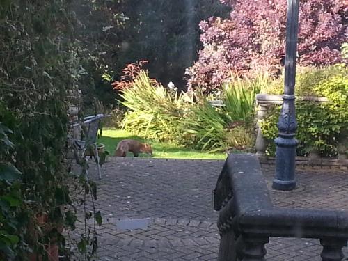 a dog walking in a garden with a lamp post at Tower House 1066 in Hastings