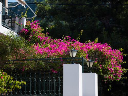 a bunch of pink flowers on a fence at Casa Buganvilla in Minia