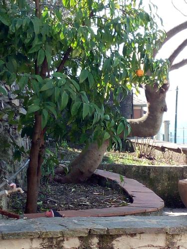 two trees in a garden with a walkway at Casa Picasso in Genova