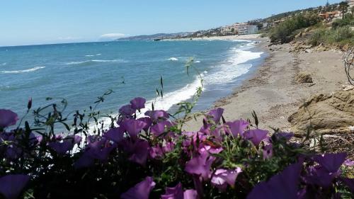 Sea shells at Bahia Dorada photo 21