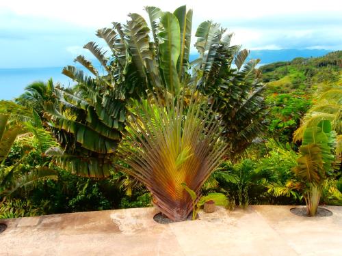 a large palm tree sitting on top of a wall at Korovesi Sunshine Villas in Savusavu