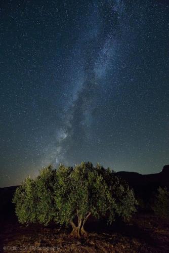 a tree in the middle of a starry night at Villa Kalliopi ΙnCreteble Cretan Resindences Collection in Xerokampos