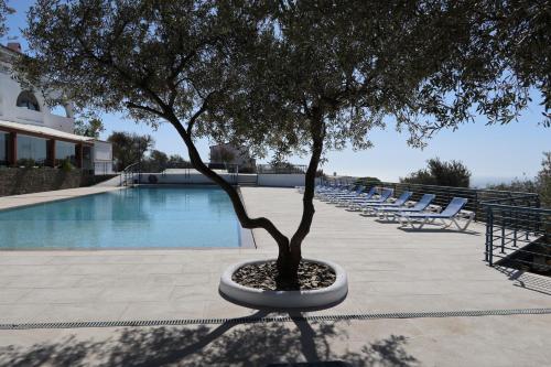 un arbre dans un pot à côté d'une piscine dans l'établissement Carpe Diem Cadaqués, à Cadaqués