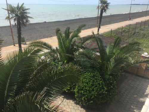 a group of palm trees on the beach at Hotel George in Ureki