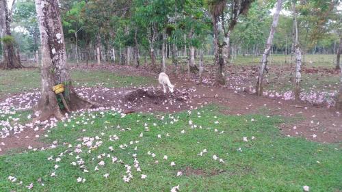 a goat standing in the middle of a field with trees at Posada Rural Oasis in Caño Negro