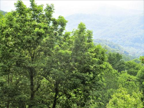 a group of trees in the middle of a mountain at Alpine Log Cabin in Boone