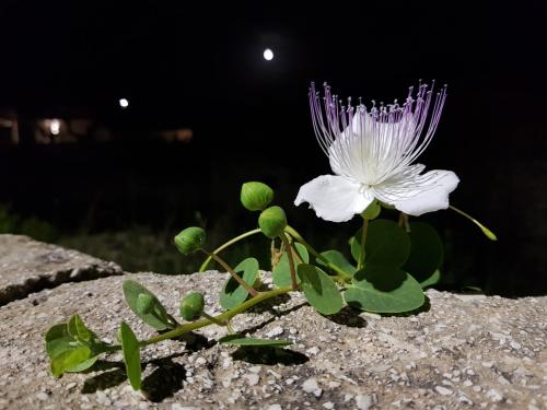 a purple and white flower sitting on a rock at Casa Mirella in Favignana