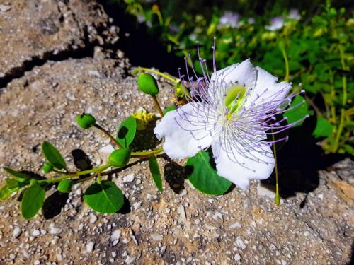 a white flower on top of a rock at Casa Mirella in Favignana