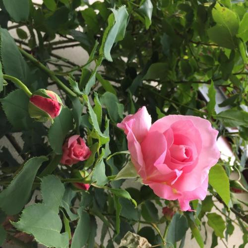 three pink roses on a bush with green leaves at Le Criollo in Apremont