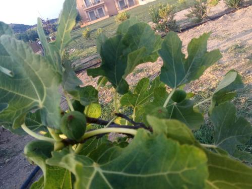 a plant with large green leaves in a garden at Finiki Plaza in Methoni