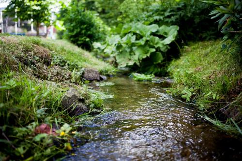 a stream of water in a field with grass at Hotel im Auerbachtal in Bad Laasphe