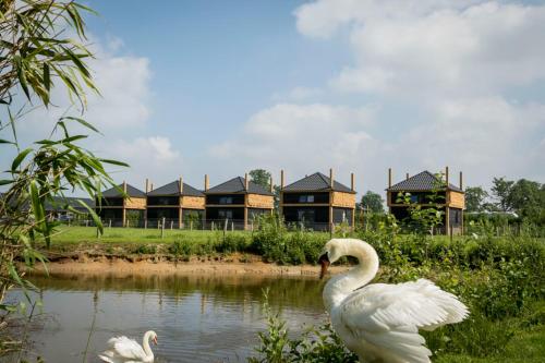 two swans are standing in the water in front of houses at Camping Nieuw Romalo in Voorthuizen