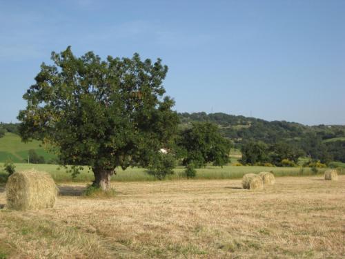 a field with a tree and hay bales at Agriturismo Il Cavallino Saturnia in Semproniano