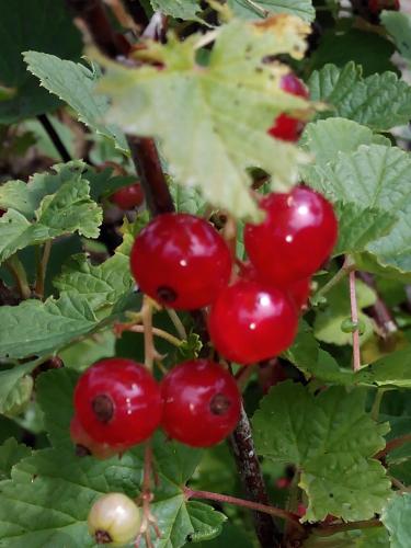 a bunch of red berries on a plant with green leaves at Posada Montero de la Concha in Esles