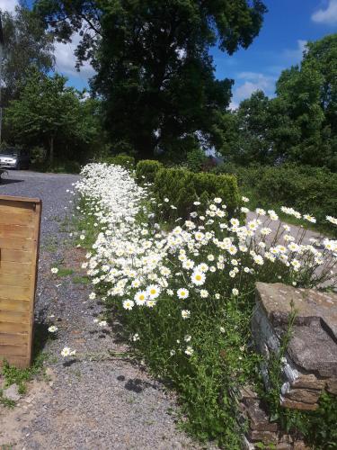 a bunch of white flowers on the side of a road at Annaswood B&B in Cahir