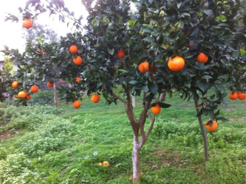a group of orange trees in a field at BIO Garden Stonehouse in Gonia