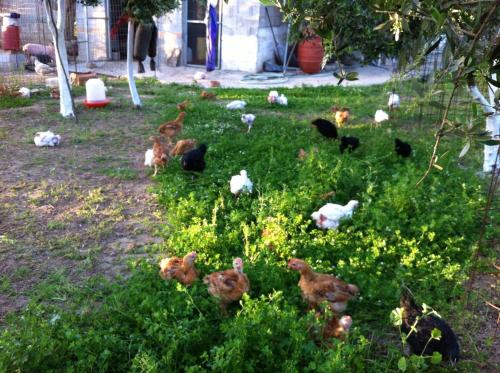 a group of chickens standing in the grass at BIO Garden Stonehouse in Gonia