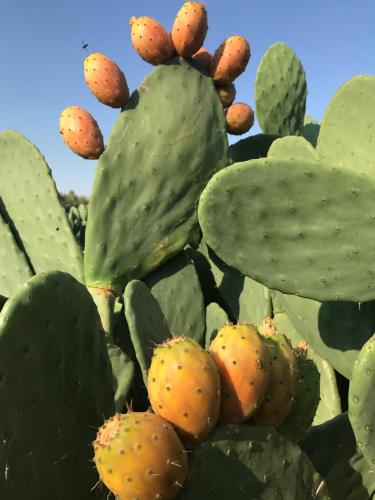 a close up of a green cactus at BIO Garden Stonehouse in Gonia