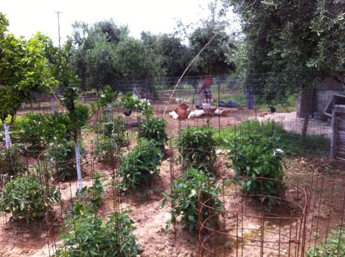 a garden with tomato plants in a field at BIO Garden Stonehouse in Gonia