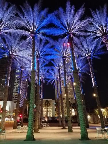 タンパにあるThe Barrymore Hotel Tampa Riverwalkの夜のヤシの木群