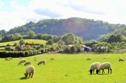 a herd of sheep grazing in a green field at The Turkey House in Petersfield
