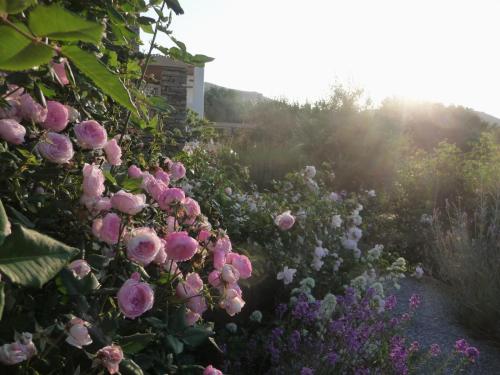 a garden with pink roses and other flowers at Red Tractor Farm in Korissia