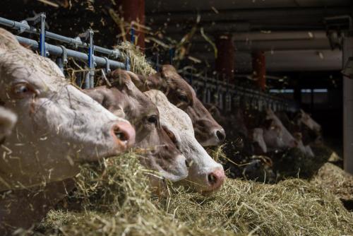 a group of cows eating hay in a barn at Ferienwohnungen Plattnerhof in Terfens