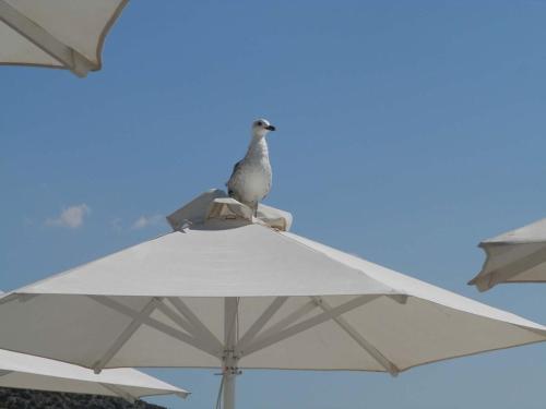 Fotografie z fotogalerie ubytování Stefanakis Hotel & Apartments v destinaci Várkiza