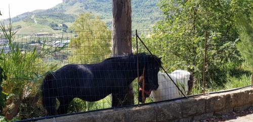 a black horse standing next to a fence at B&B da Pietro in Calascibetta