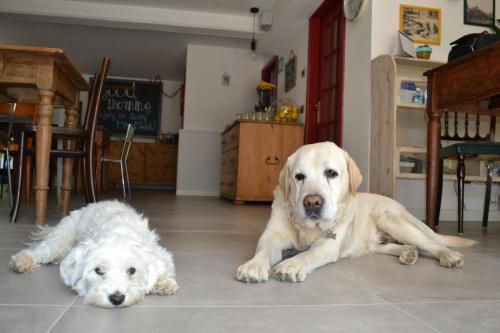 two white dogs laying on the floor in a room at Hotel Villa Rina in Riva del Garda