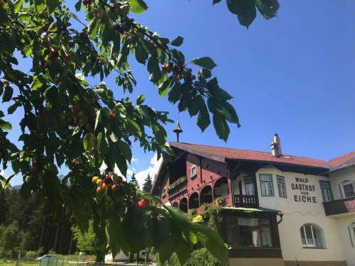 an orange tree in front of a building at Landhotel Gasthof Eichhof Natters in Innsbruck