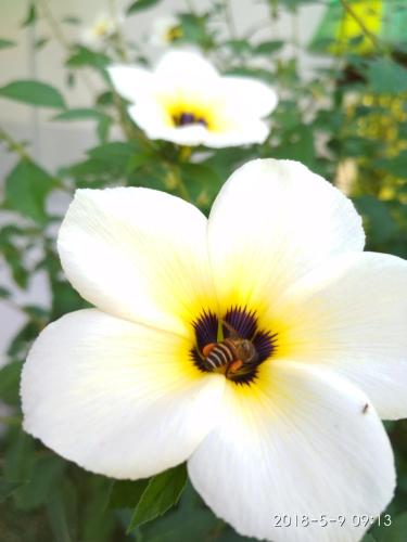a close up of a white flower with a bee on it at Cnunk Bungalow in Gili Meno