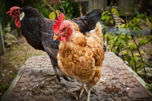 Animals at the bed & breakfast or nearby 