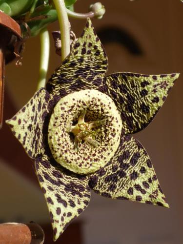 a close up of a flower on a plant at Zergeboglár Vendégház in Szilvásvárad