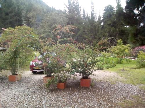 a group of plants in pots on a gravel driveway at Cucunuba por Siempre in El Salitre