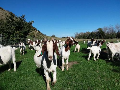 a herd of sheep and a horse in a field at Hurunui Homestead Bed and Breakfast in Hawarden