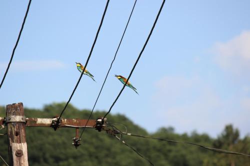 a couple of birds perched on a power line at Orchidea Vendégház - Zebegény in Zebegény