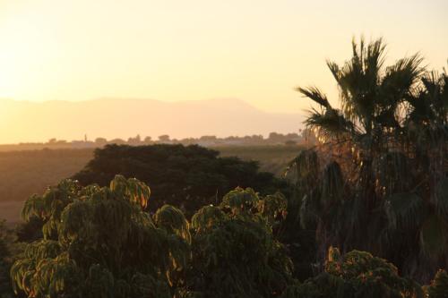 a group of cacti and palm trees in a field at Kinneret Guesthouse in Neot Golan