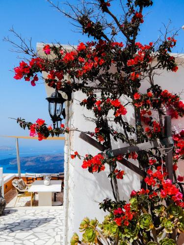 Le Petit Greek photo 2