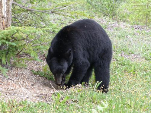 a black bear walking in the grass at Mica Mountain Lodge & Log Cabins in Tete Jaune Cache