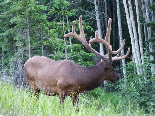 a large elk standing in a field of tall grass at Mica Mountain Lodge & Log Cabins in Tete Jaune Cache