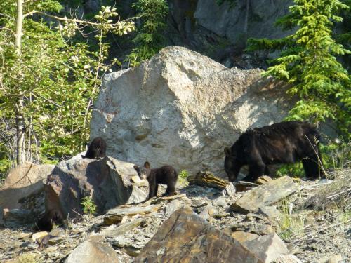a bear and two cubs standing on some rocks at Mica Mountain Lodge & Log Cabins in Tete Jaune Cache