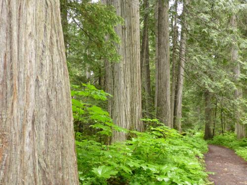 a trail through a forest with tall trees at Mica Mountain Lodge & Log Cabins in Tete Jaune Cache