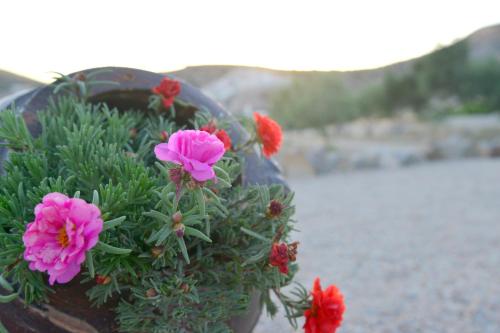 a potted plant with pink and red flowers at Traditional Villa Relax in Zefiría