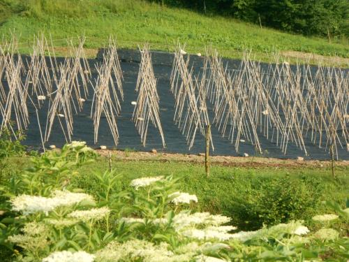 a row of trees in a field next to a body of water at Agriturismo La Casa Nei Boschi in Colderù