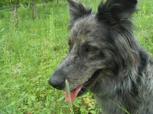 a black dog with its tongue out in a field at Agriturismo La Casa Nei Boschi in Colderù