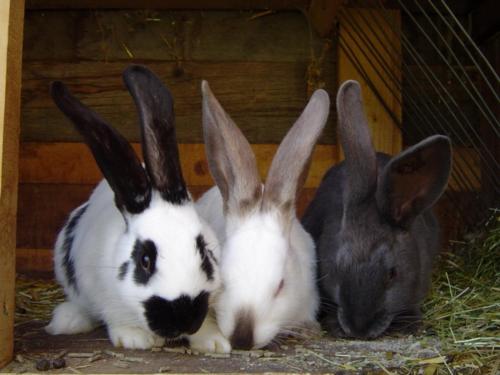 a group of three rabbits sitting in a barn at Landhof in Monguelfo