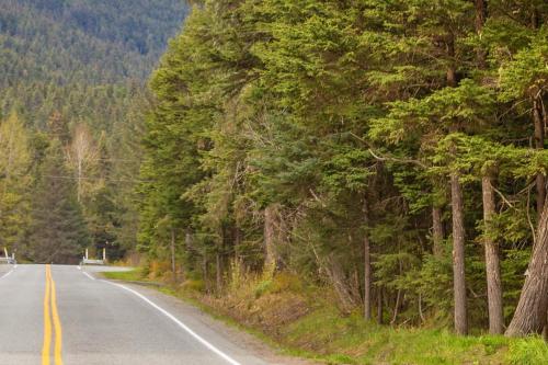 an empty road with trees on the side of the road at Crow Creek in Girdwood
